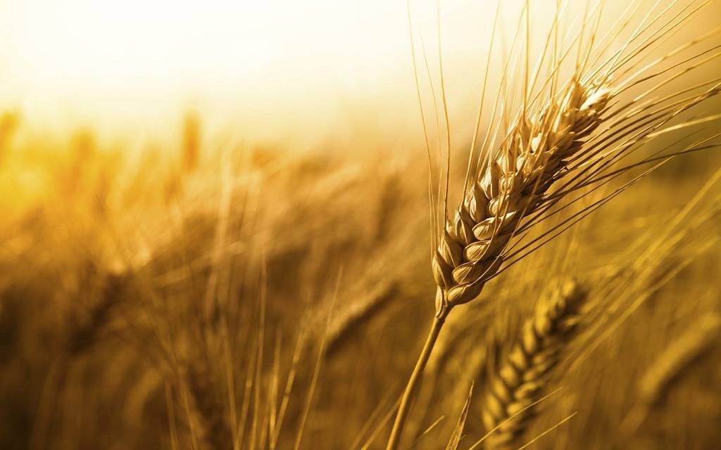 egypt wheat area feddans planted