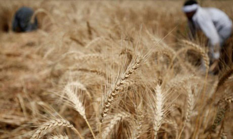 egypt imported wheat moisture limit