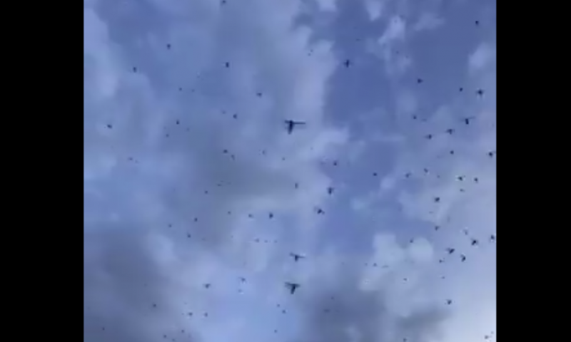 oman swarms locusts were blocust