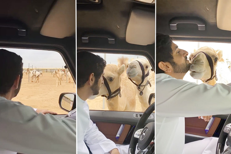 gulf sheikh hamdan camels shares