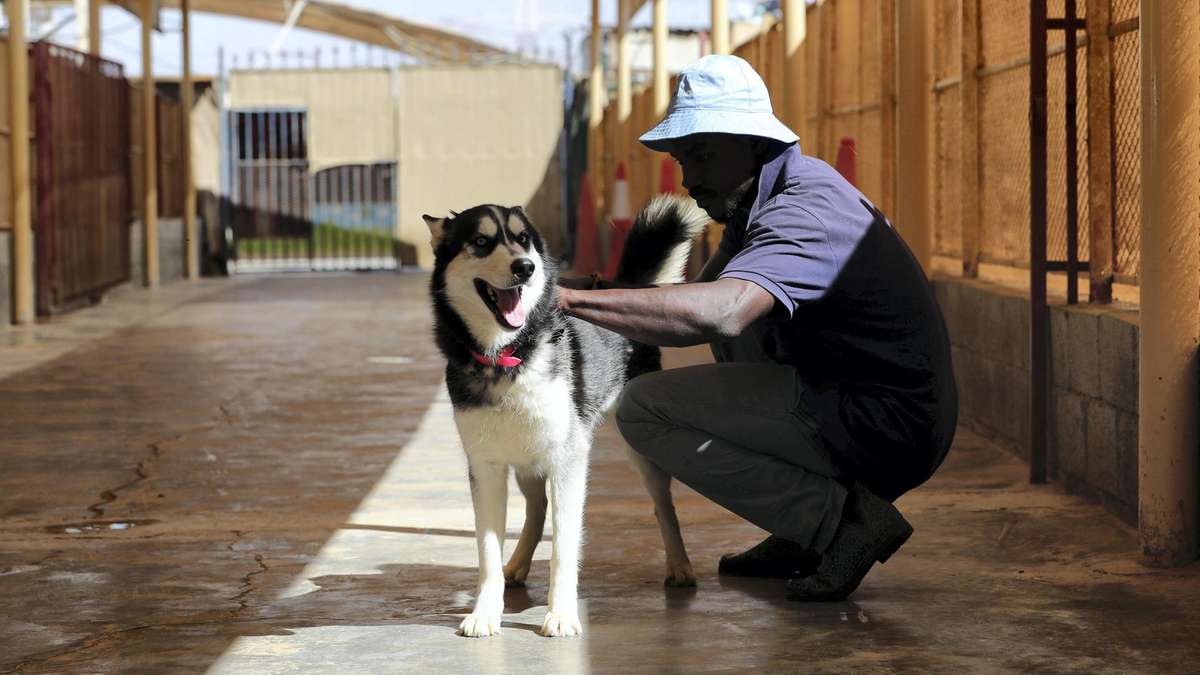 uae rescue dog centres national