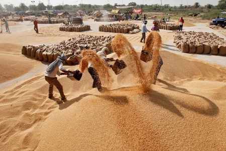 india wheat record amount zawya