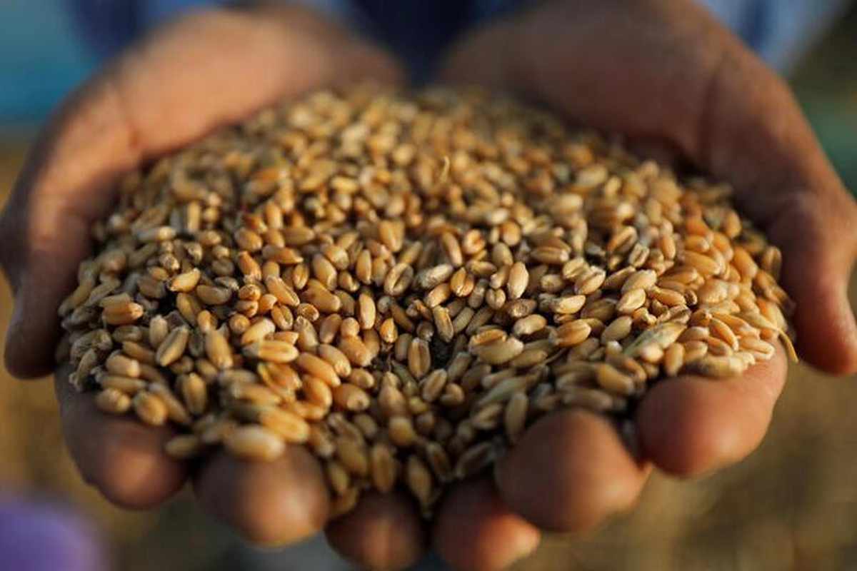 Egypt's GASC buys 120,000 tonnes of ukrainian wheat in tender - ZAWYA ...