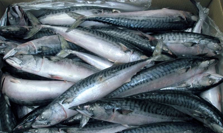 egypt fish imports frozen weighing