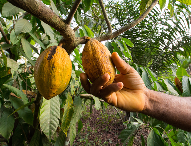 cocobod refutes claims banks syndicated