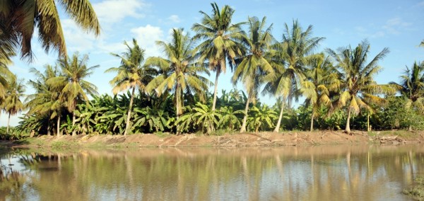 oman coconut palm dhofar efforts