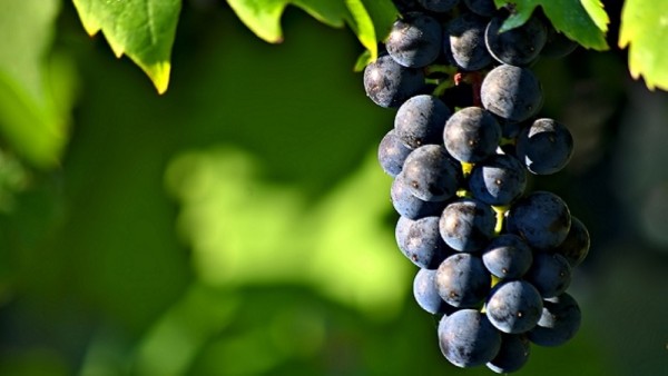 oman grape bumper crop times