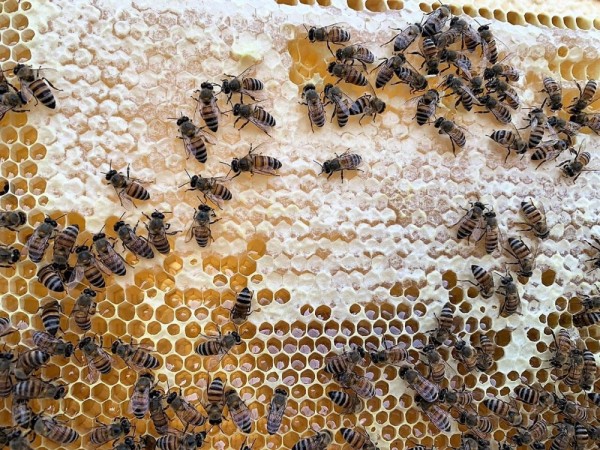oman honey efforts production nutritional