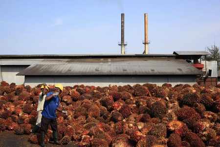 india oil palm nepal imports