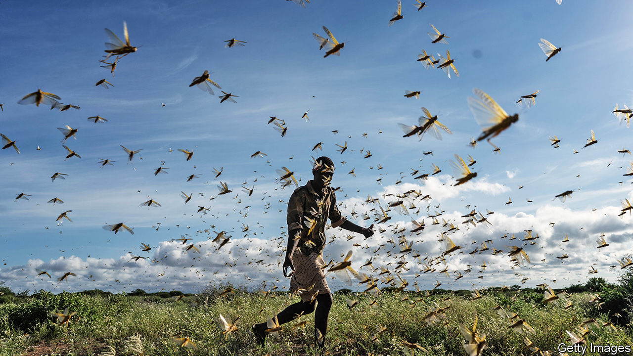 africa locusts east ethiopia agency